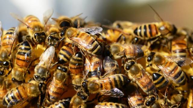 Homem morre em Roque Gonzales vítima de ataque de abelhas