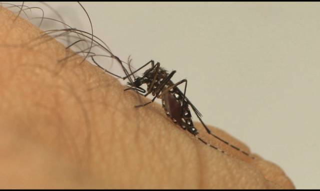 Confirmada quarta morte por dengue no Estado neste ano
