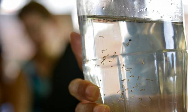 RS registra mais duas mortes por dengue em 2023