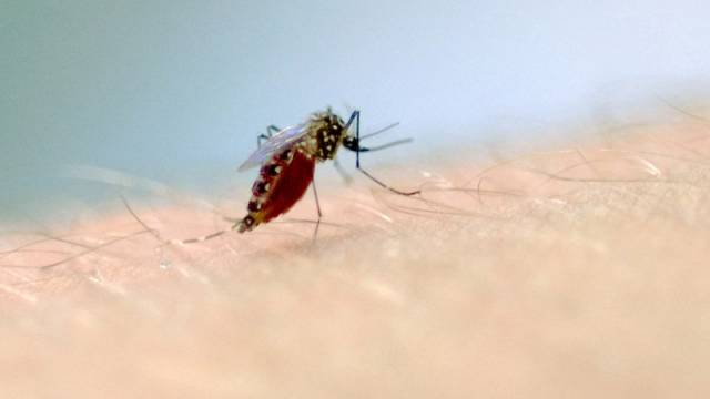 Óbitos por dengue no Estado se concentram na população idosa