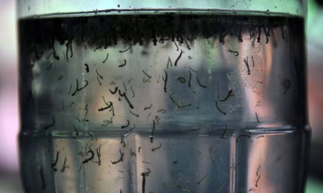 Confirmadas mais três mortes por dengue no RS