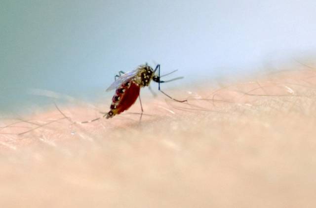 RS registra terceira morte de criança por dengue em 2023