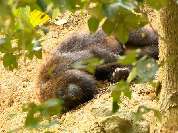 Vigilância em Saúde confirma caso de febre amarela identificada em macaco nas Missões