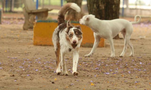 Prefeitura realiza cadastro para esterilização de cachorras e gatas