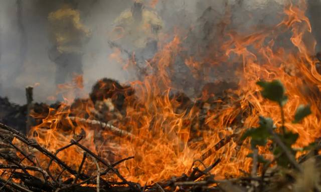 Incêndio no Pantanal tem cenário de animais mortos e em fuga e muita ventania