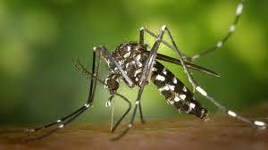 Tenente Portela chega a 1.392 casos positivos de dengue