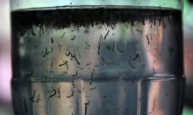 Três de Maio registra segunda morte por dengue em 2024