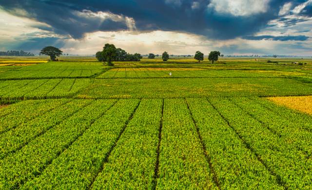 Governo libera R$ 210 milhões para o seguro rural no Rio Grande do Sul